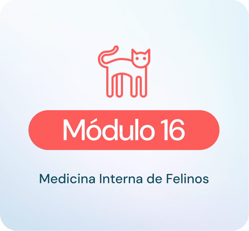 Medicina interna felinos