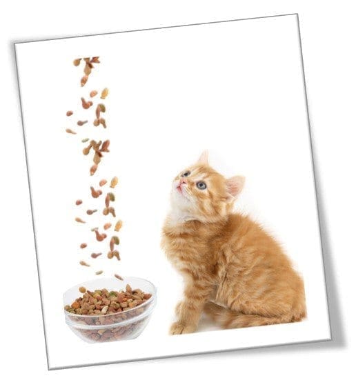| Equalis Alimentação-natural-para-pets-equalis-veterinario
