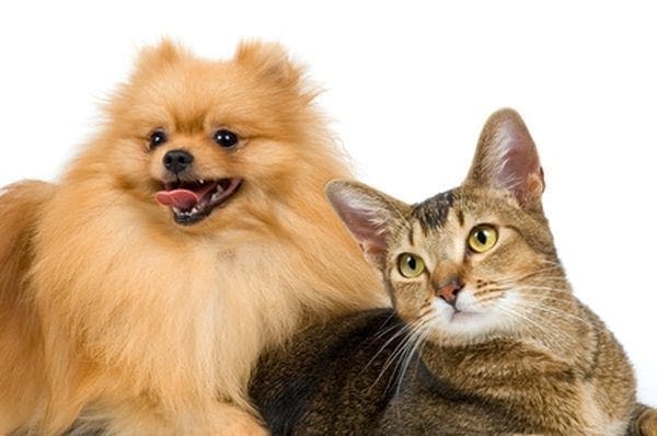 | Equalis Curso de Ultrassonografia em Pequenos Animais