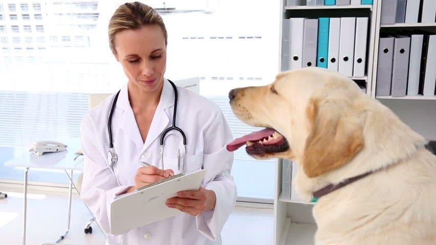 | Equalis alimentação-natural-para-pets-e-o-veterinario