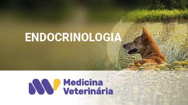 Endocrinologia banner featuring a dog by water, with the Medicina Veterinária logo at the bottom left.